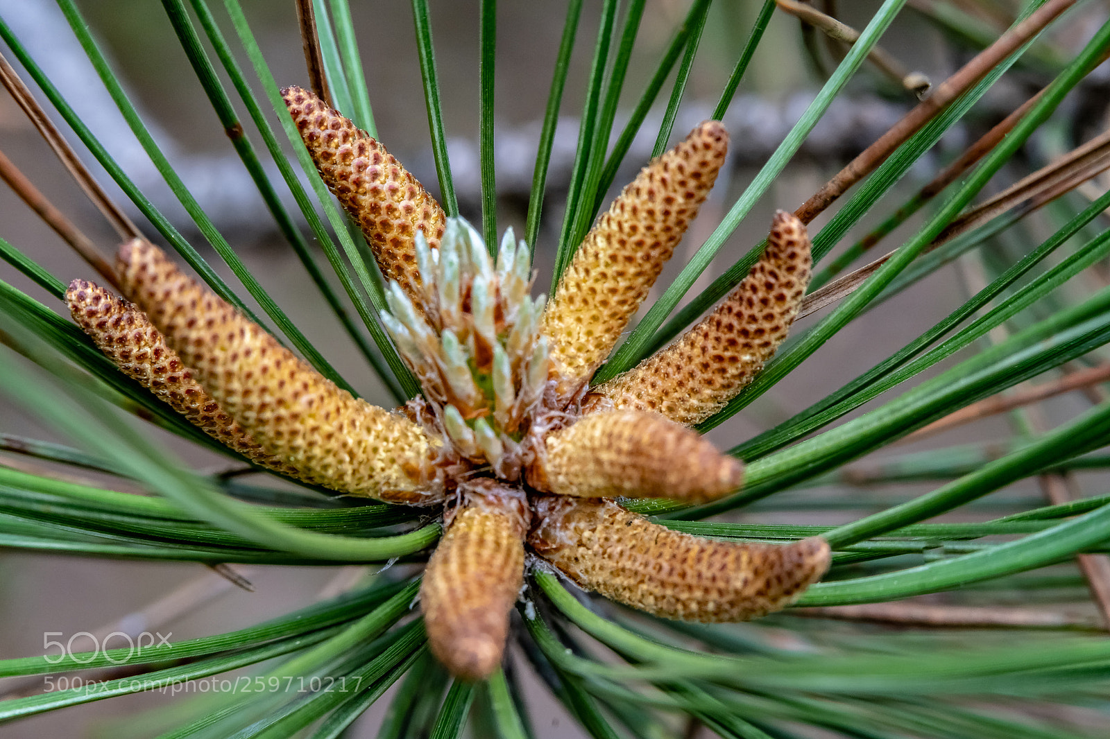 Sony a7 III sample photo. Pines a preppin ii photography