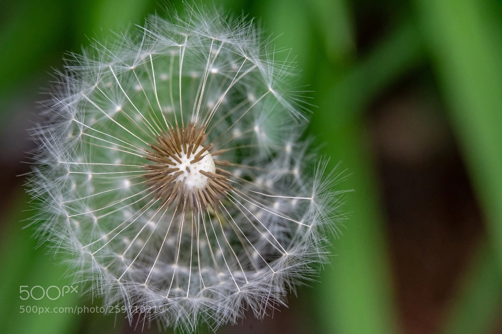 Sony a7 III sample photo. Partial photography