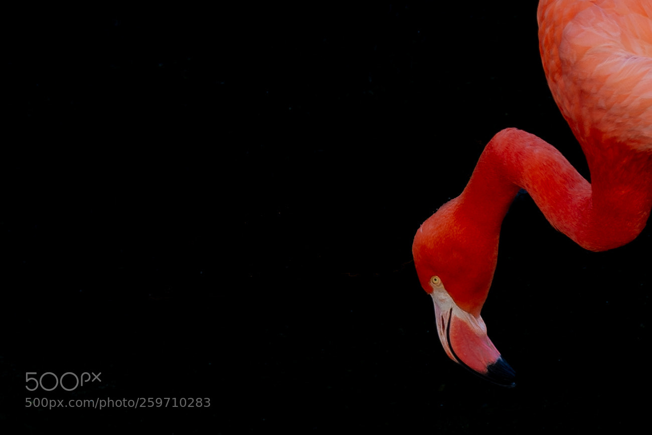 Nikon D7200 sample photo. Flamenco photography
