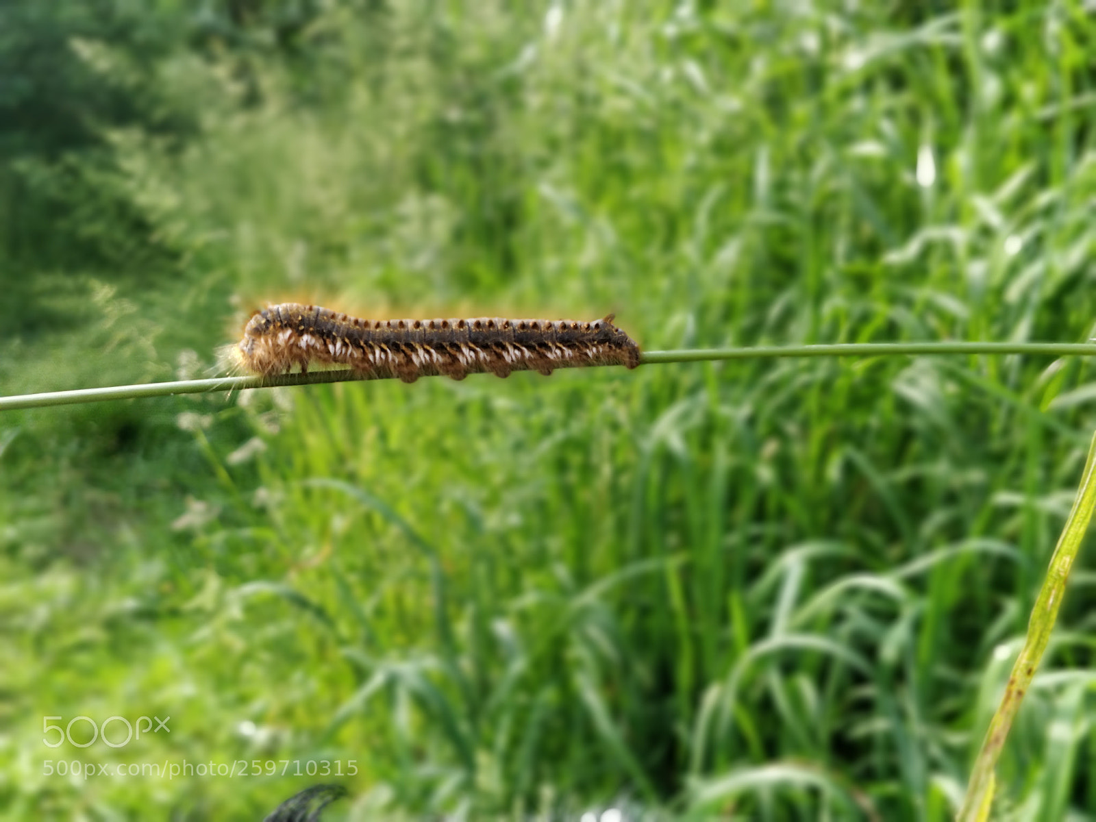 OnePlus 5 sample photo. Caterpillar photography