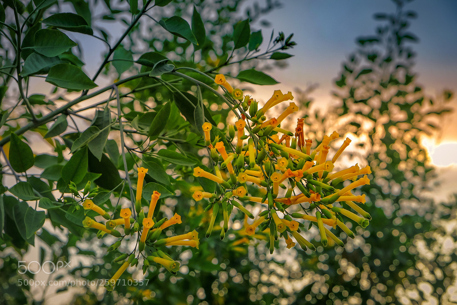 Fujifilm X-T10 sample photo. Wild flowers photography