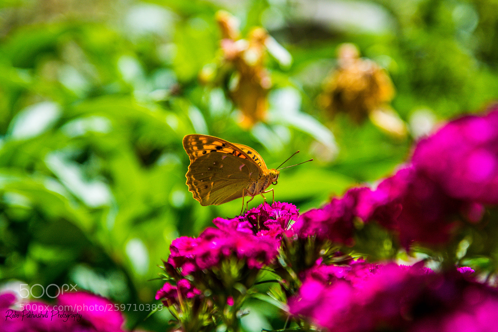 Nikon D7100 sample photo. Butterfly photography