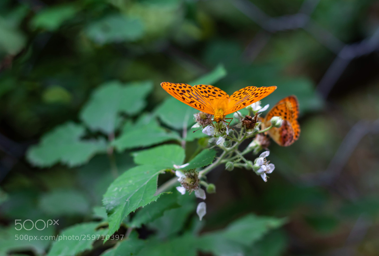 Canon EOS 1300D (EOS Rebel T6 / EOS Kiss X80) sample photo. Butterfly photography