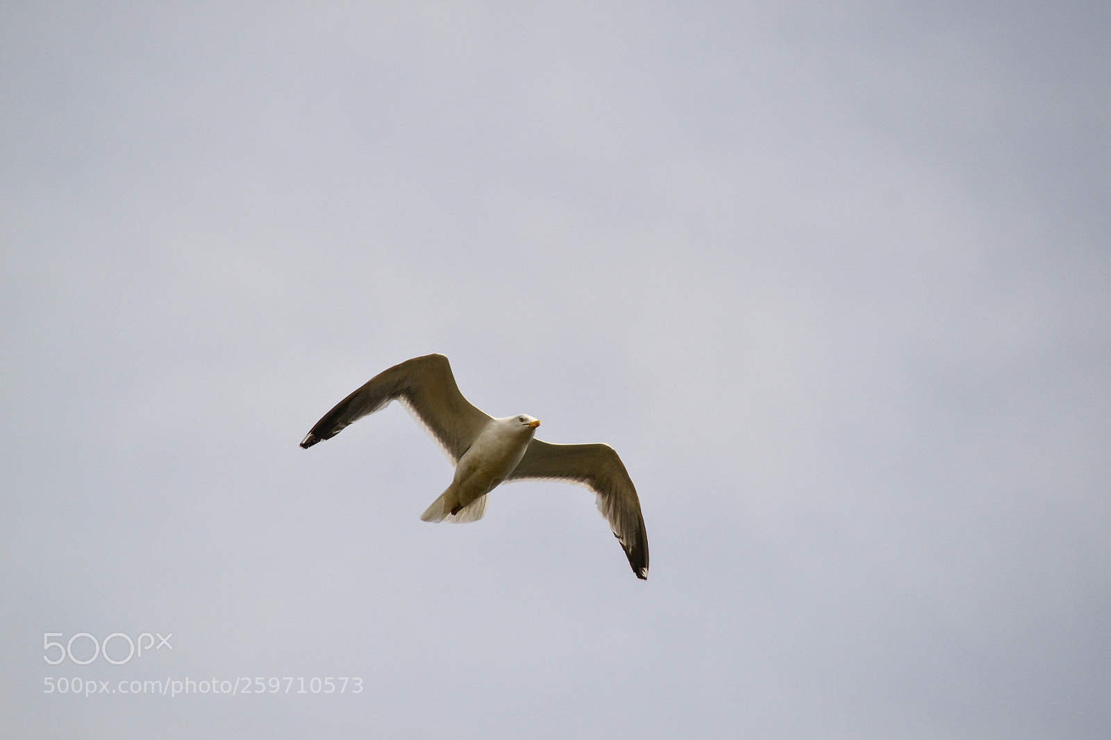 Nikon D3100 sample photo. Bird photography