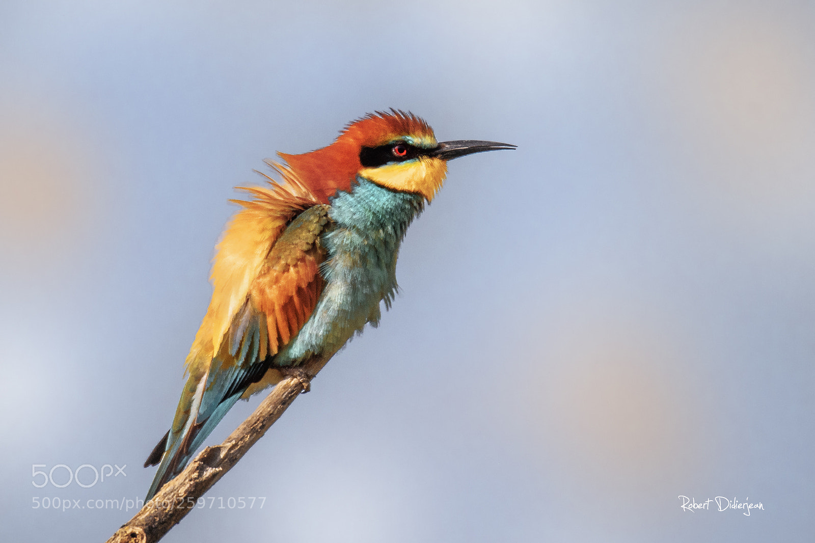 Nikon D810 sample photo. Bee eater photography