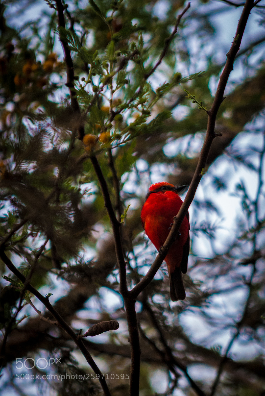 Nikon D3000 sample photo. Pyrocephalus rubinus (scarlet flycatcher) photography