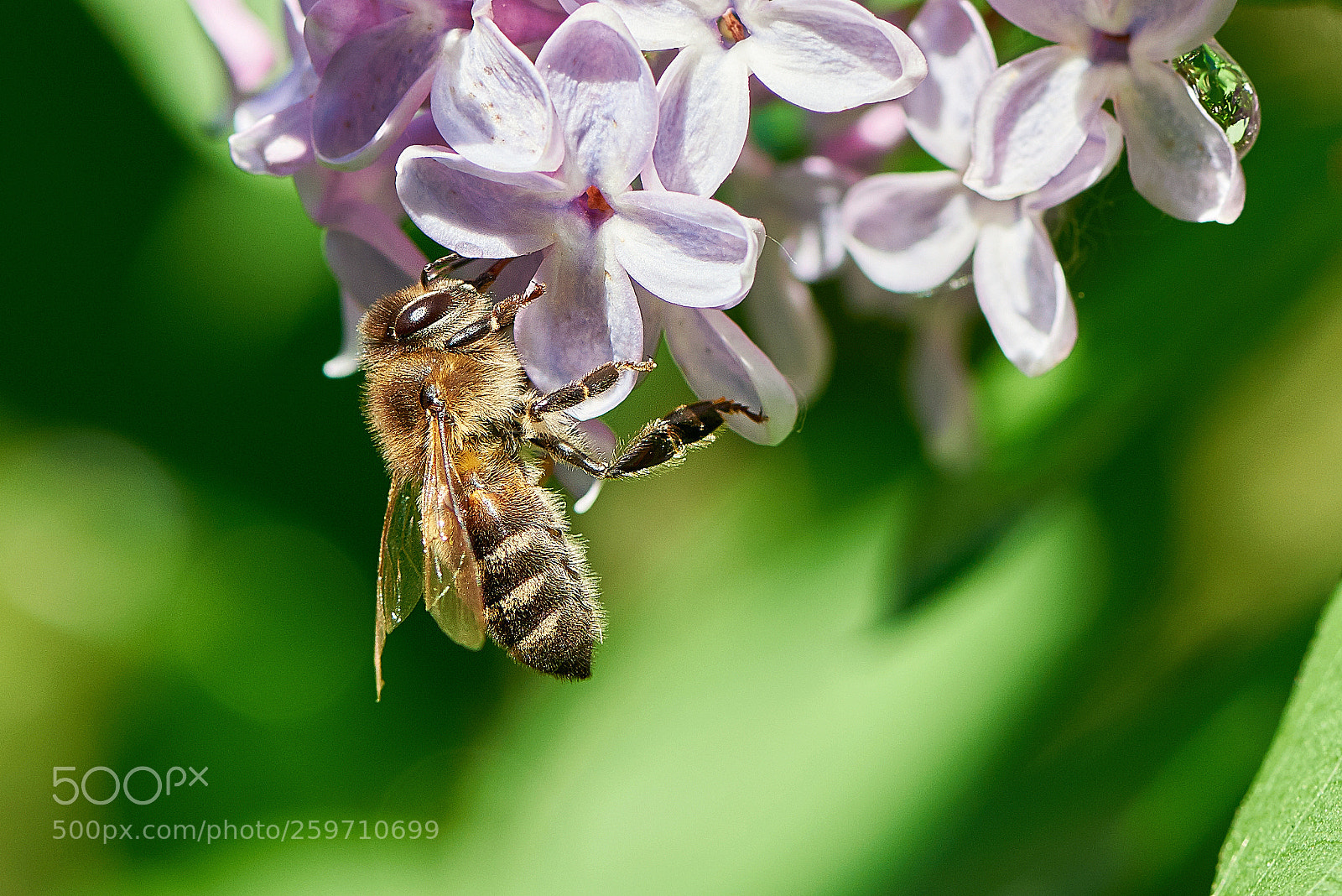 Nikon D810 sample photo. первый эксперимент с макро сьемкой photography