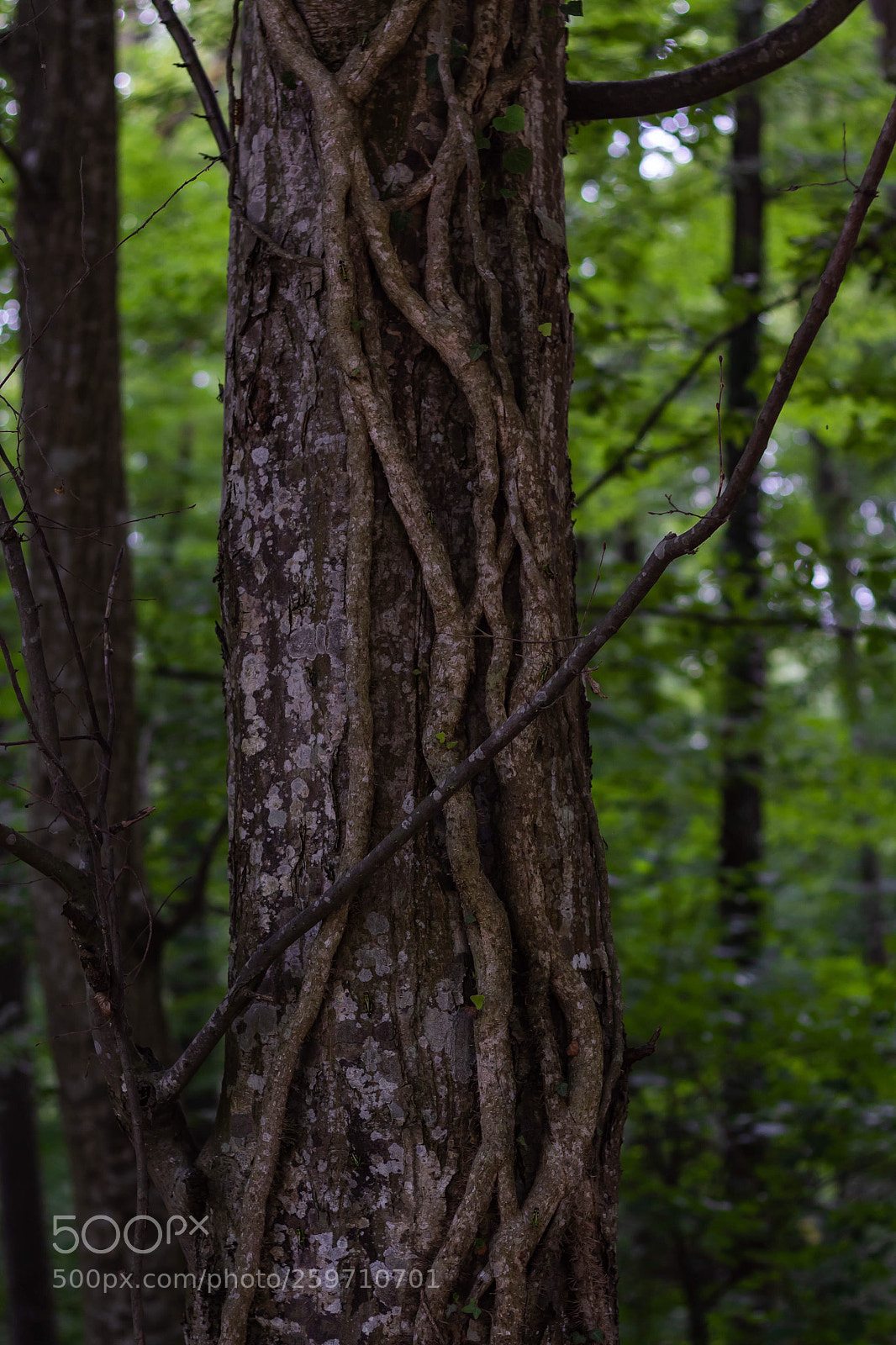 Canon EOS 1300D (EOS Rebel T6 / EOS Kiss X80) sample photo. Tree bark photography