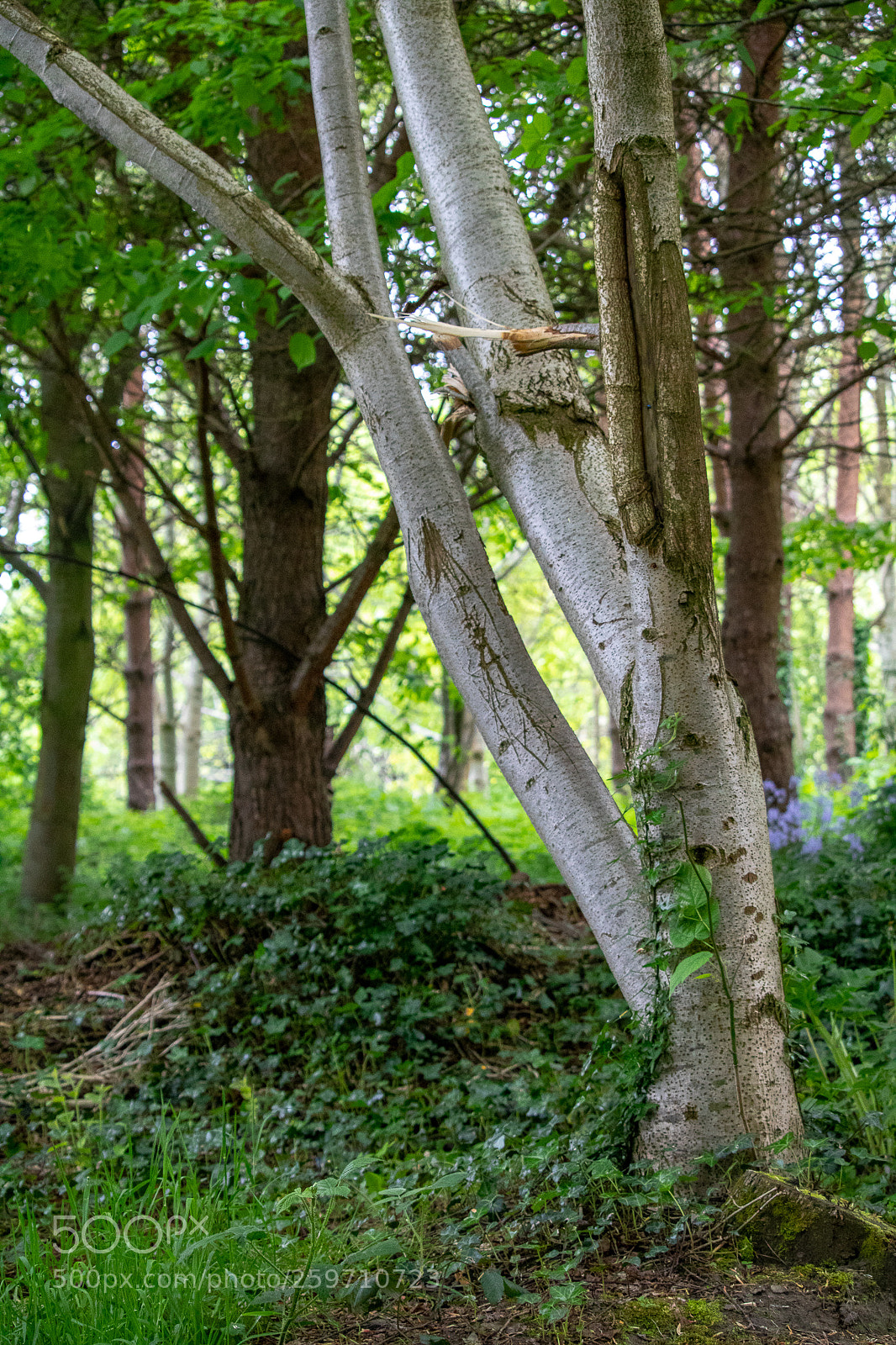 Canon EOS 750D (EOS Rebel T6i / EOS Kiss X8i) sample photo. Tree photography