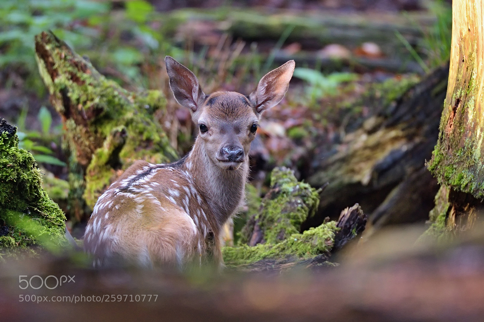 Nikon D750 sample photo. Cervus elaphus photography