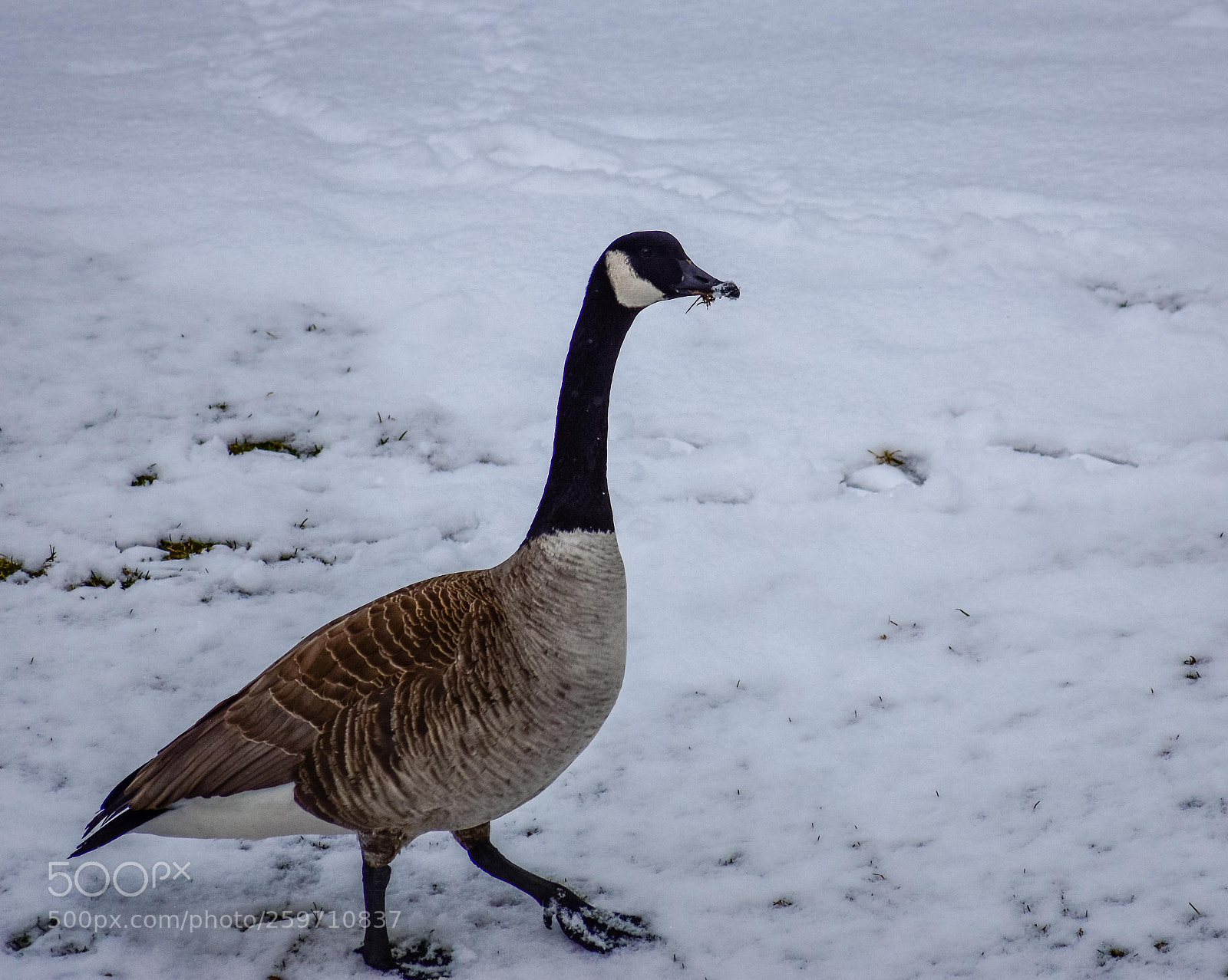 Nikon D7200 sample photo. Canadian goose photography