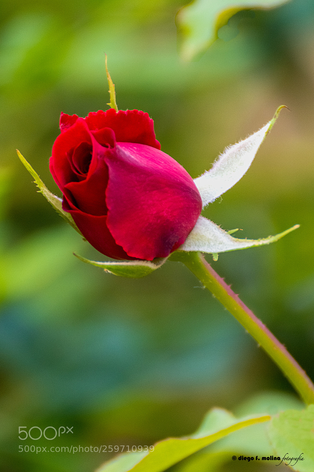 Nikon D3200 sample photo. Primavera photography