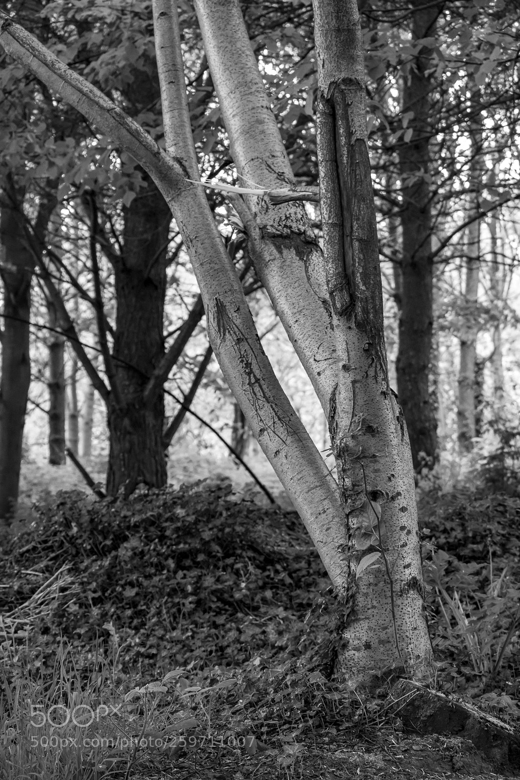 Canon EOS 750D (EOS Rebel T6i / EOS Kiss X8i) sample photo. B&w tree photography