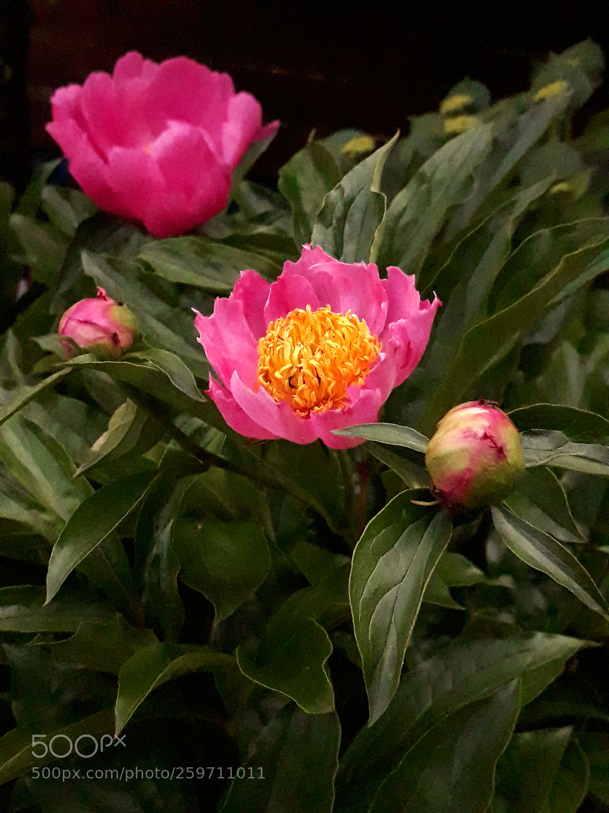 Samsung Galaxy J5 sample photo. Pfingstrosen photography