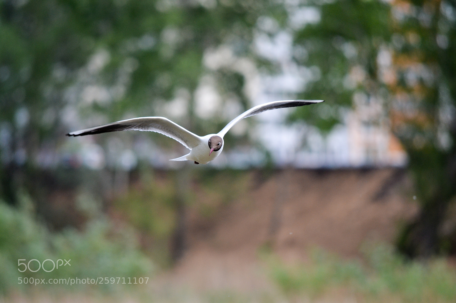 Nikon D3100 sample photo. Bird photography