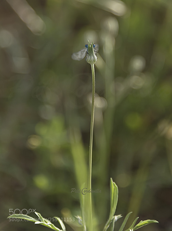 Nikon D750 sample photo. Los ojos de una photography