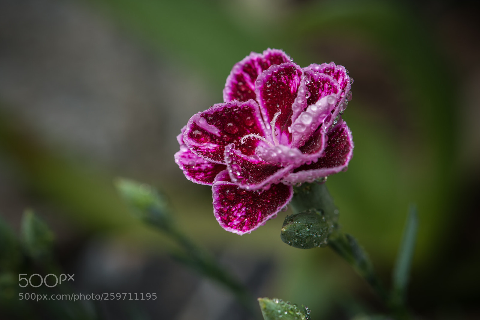 Nikon D800 sample photo. Carnation photography