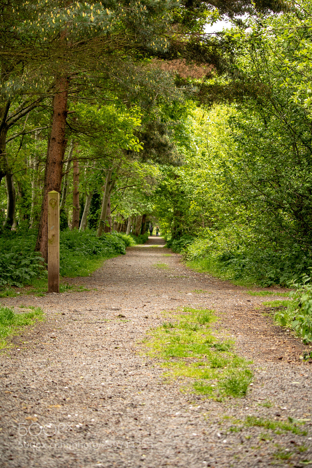 Canon EOS 750D (EOS Rebel T6i / EOS Kiss X8i) sample photo. Pathway photography