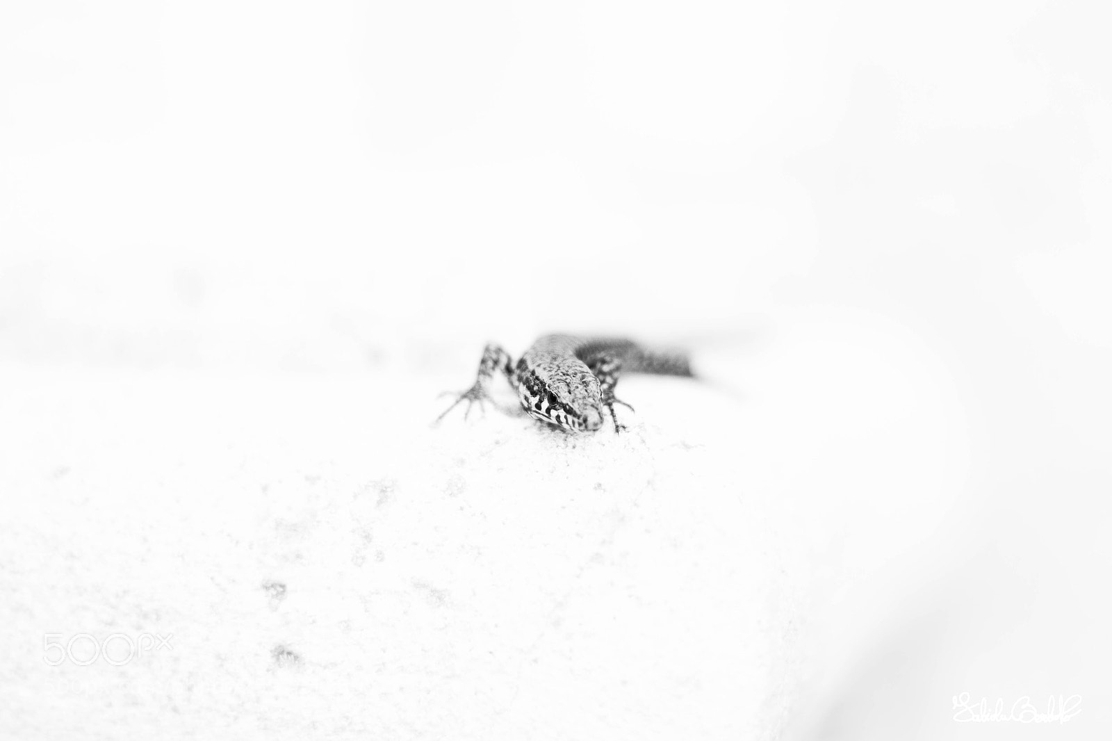 Canon EOS 100D (EOS Rebel SL1 / EOS Kiss X7) sample photo. Lizard photography
