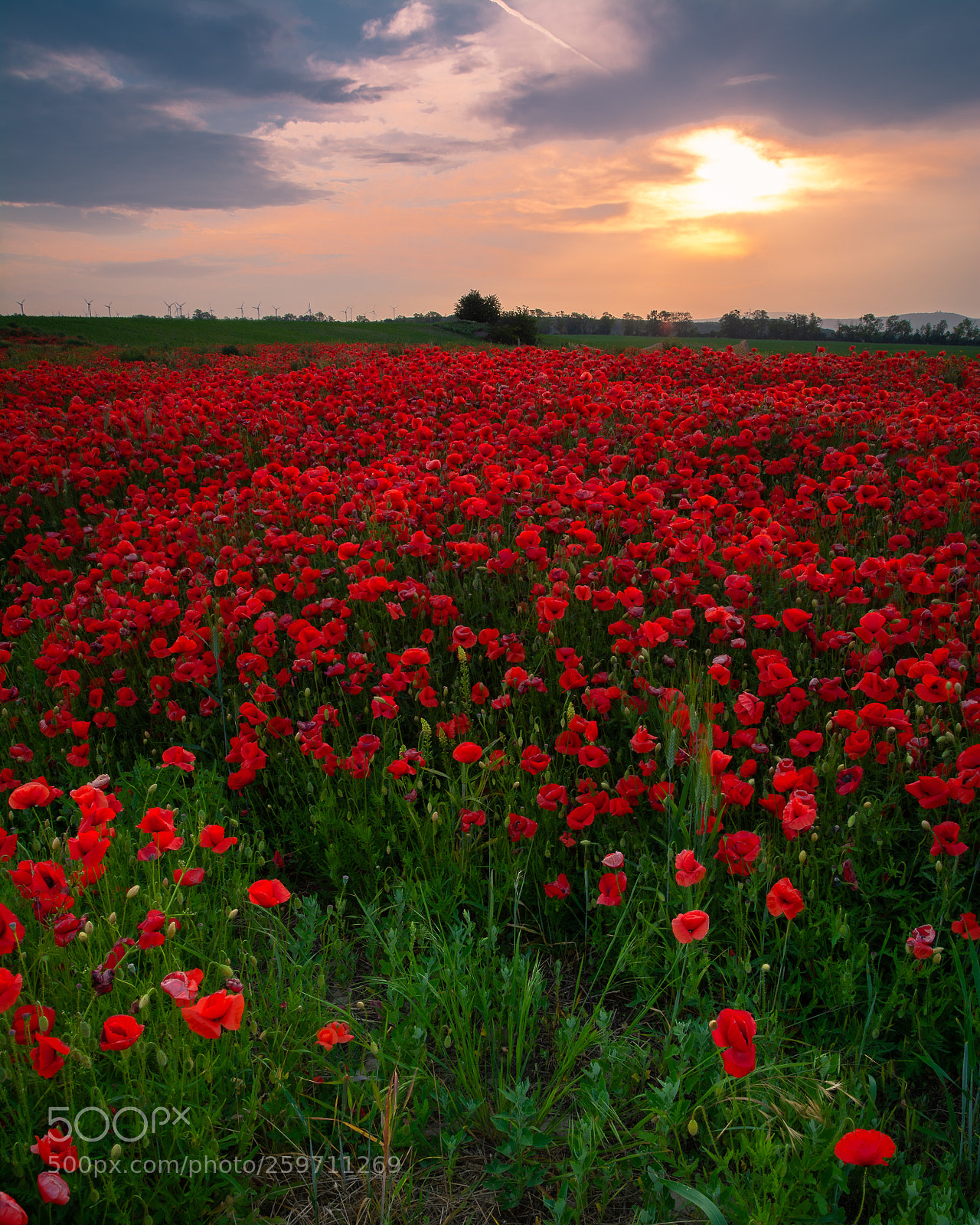 Nikon D7100 sample photo. In the fields of photography