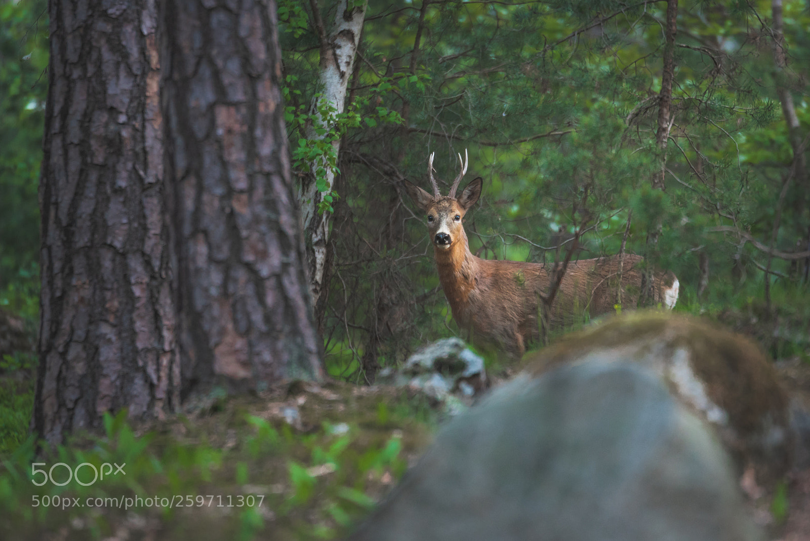 Nikon D750 sample photo. Deer friend photography