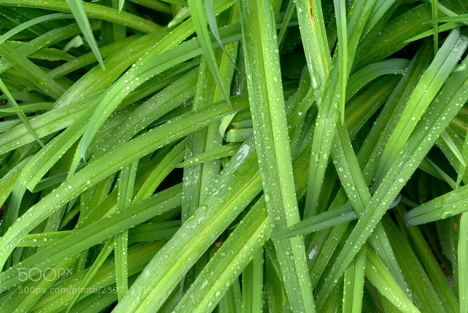 Sony a6000 sample photo. Green leaves photography