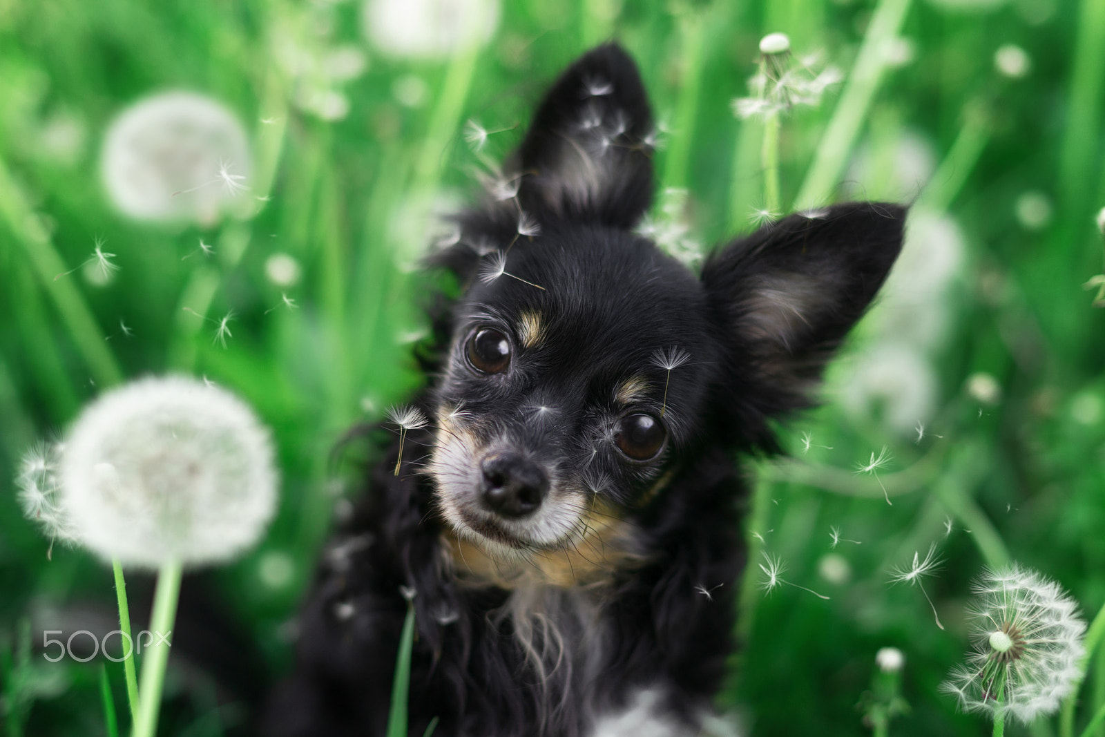 Sony a99 II sample photo. Dandelion mood photography