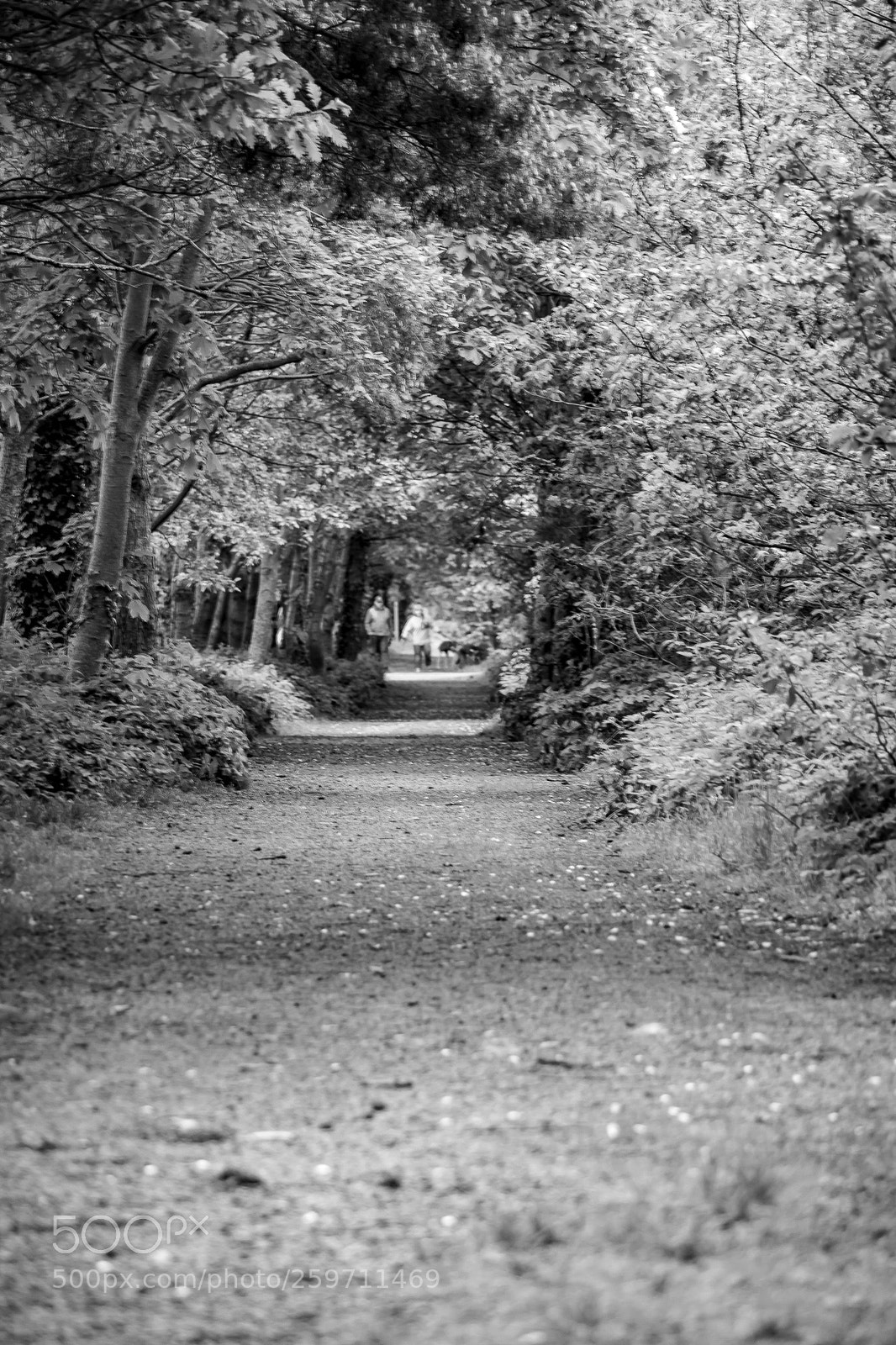 Canon EOS 750D (EOS Rebel T6i / EOS Kiss X8i) sample photo. B&w pathway photography