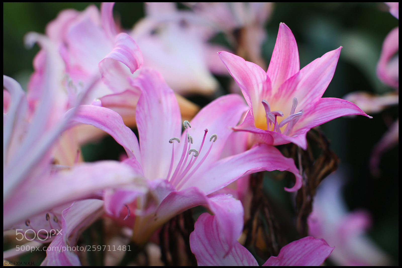 Canon EOS 5D Mark II sample photo. Pink lily photography