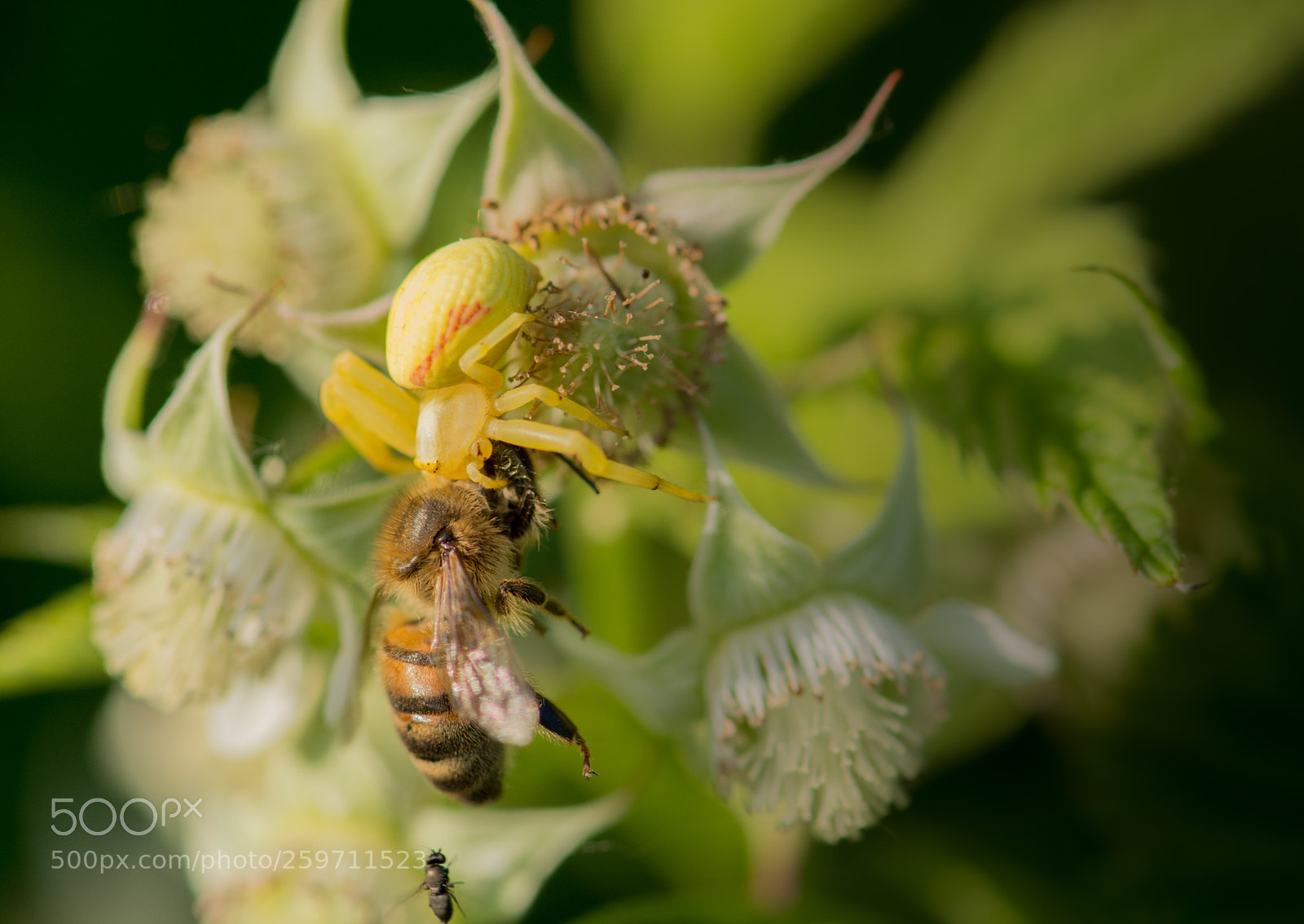 Nikon D7100 sample photo. Nature is a hard photography