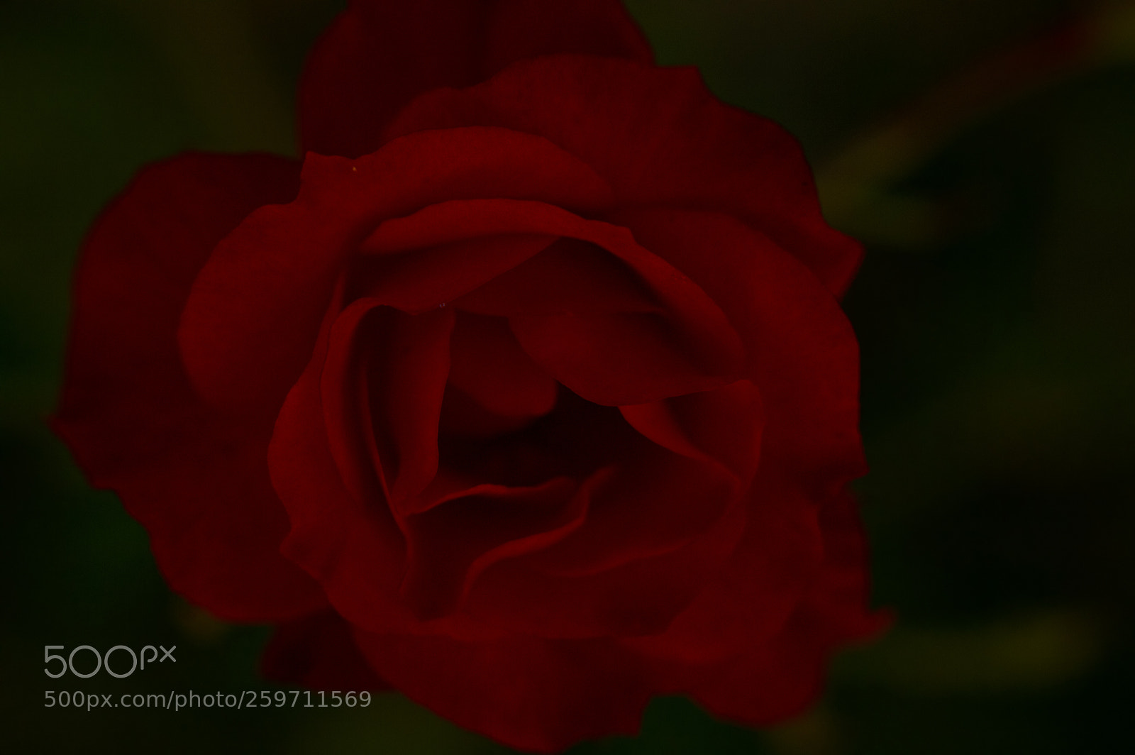 Nikon D3200 sample photo. Rose photography