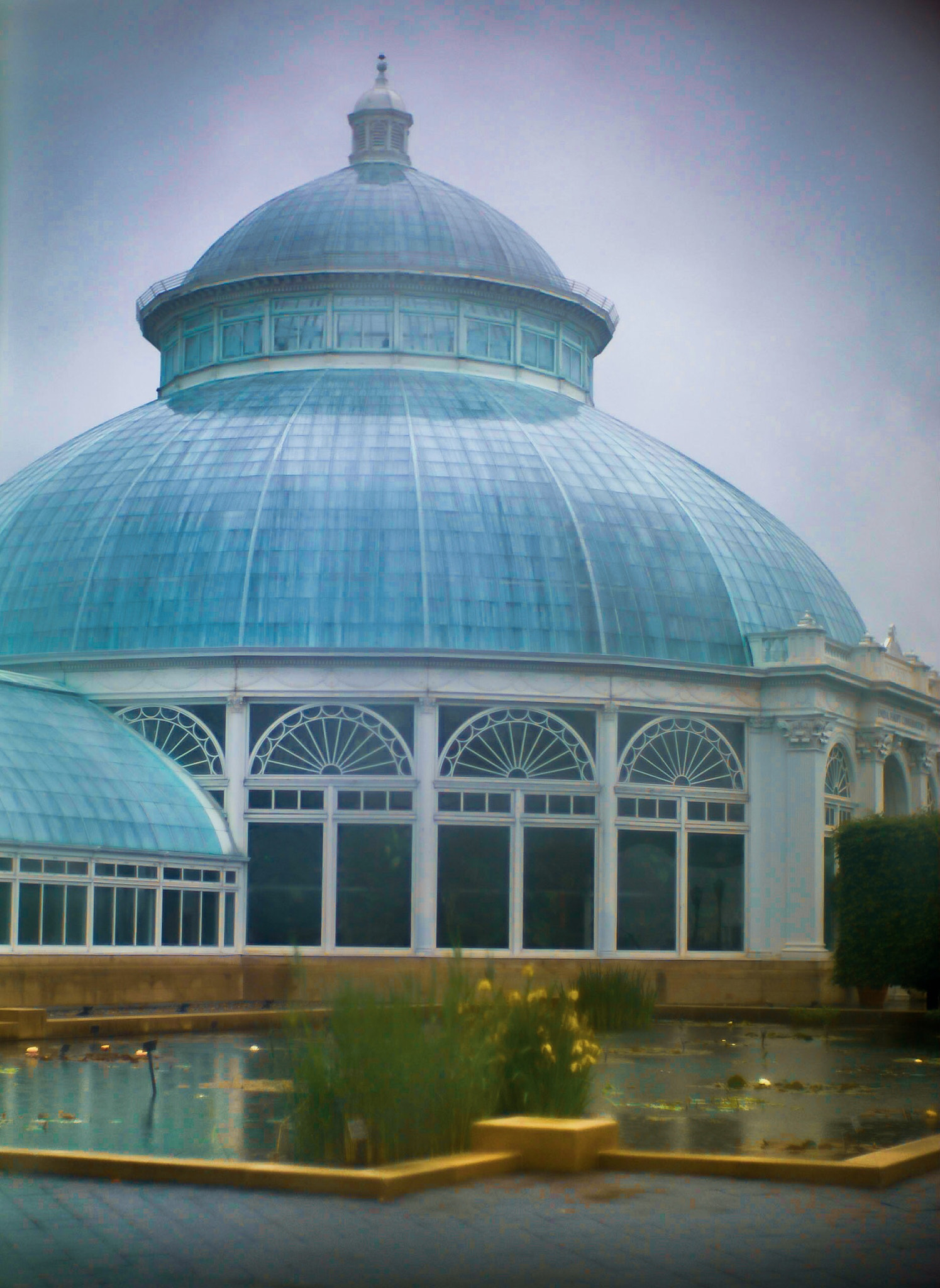 Leica M9 sample photo. Conservatory - bronx botanical garden - shot through misty window photography