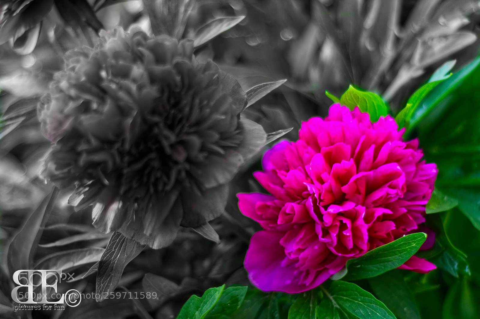 Canon EOS 600D (Rebel EOS T3i / EOS Kiss X5) sample photo. Color and black photography