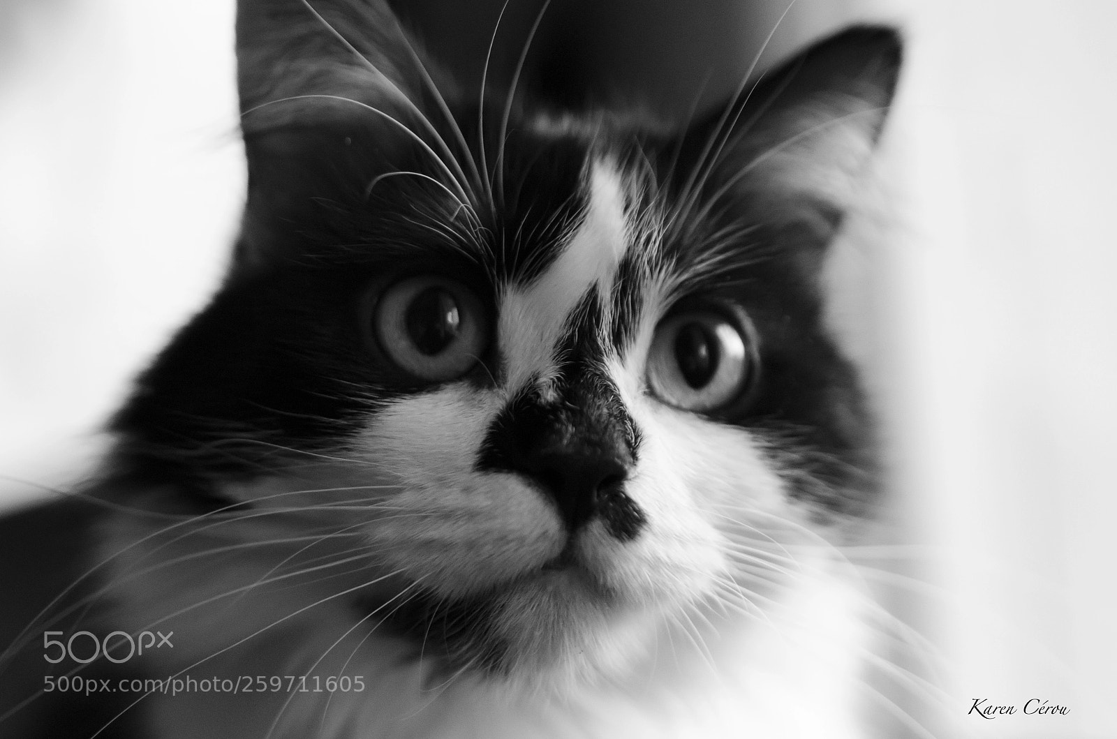 Nikon D5100 sample photo. Sous le regard du photography