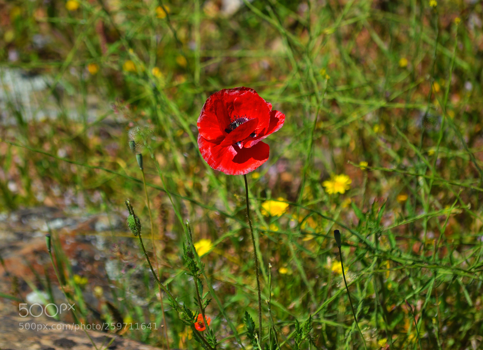Nikon D3100 sample photo. Amapola. papaver rhoeas photography