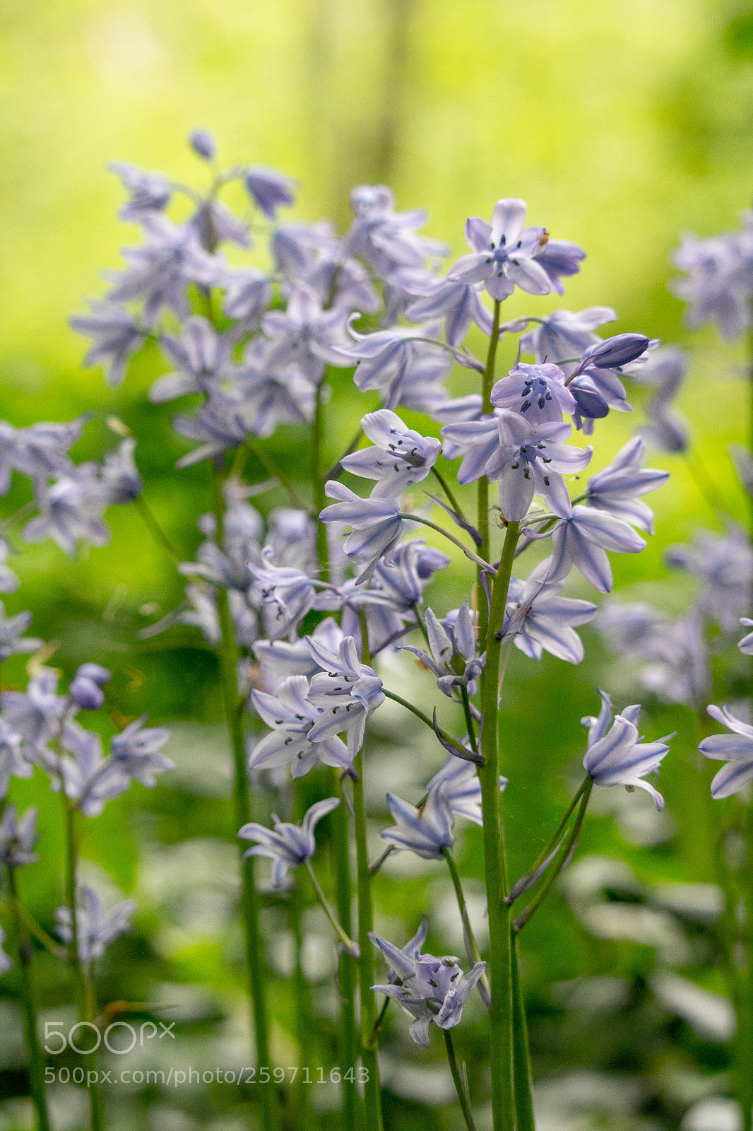 Canon EOS 750D (EOS Rebel T6i / EOS Kiss X8i) sample photo. Flower photography