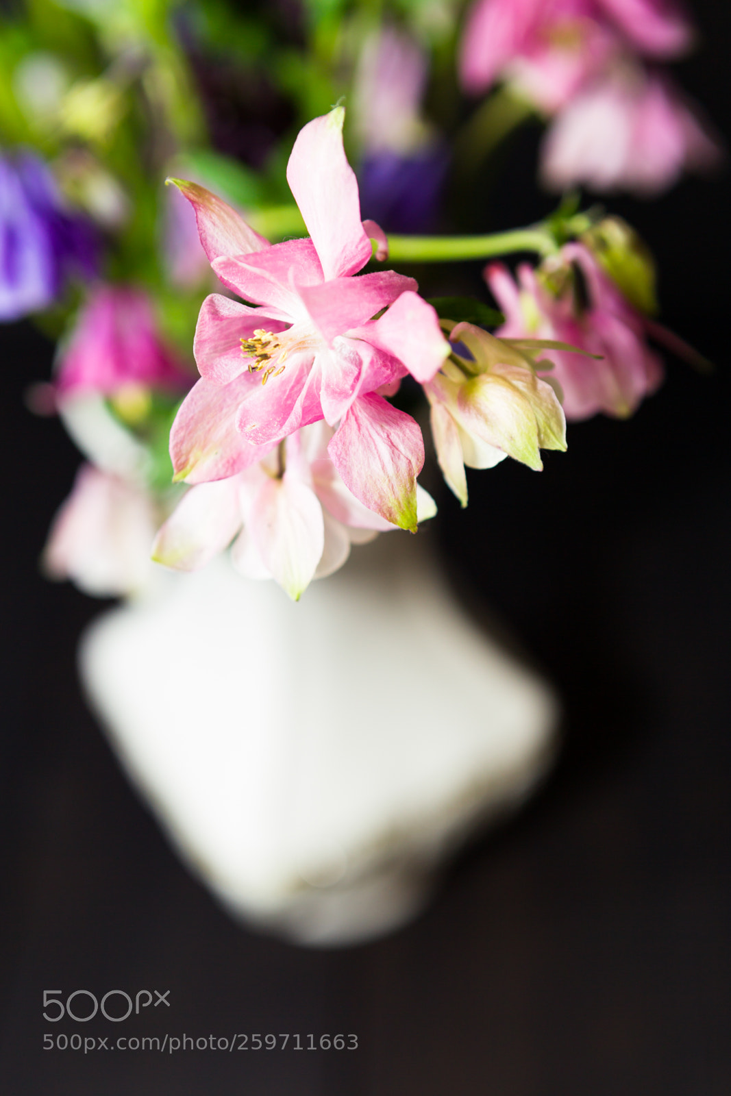 Canon EOS-1D Mark IV sample photo. Summer pink and purple photography