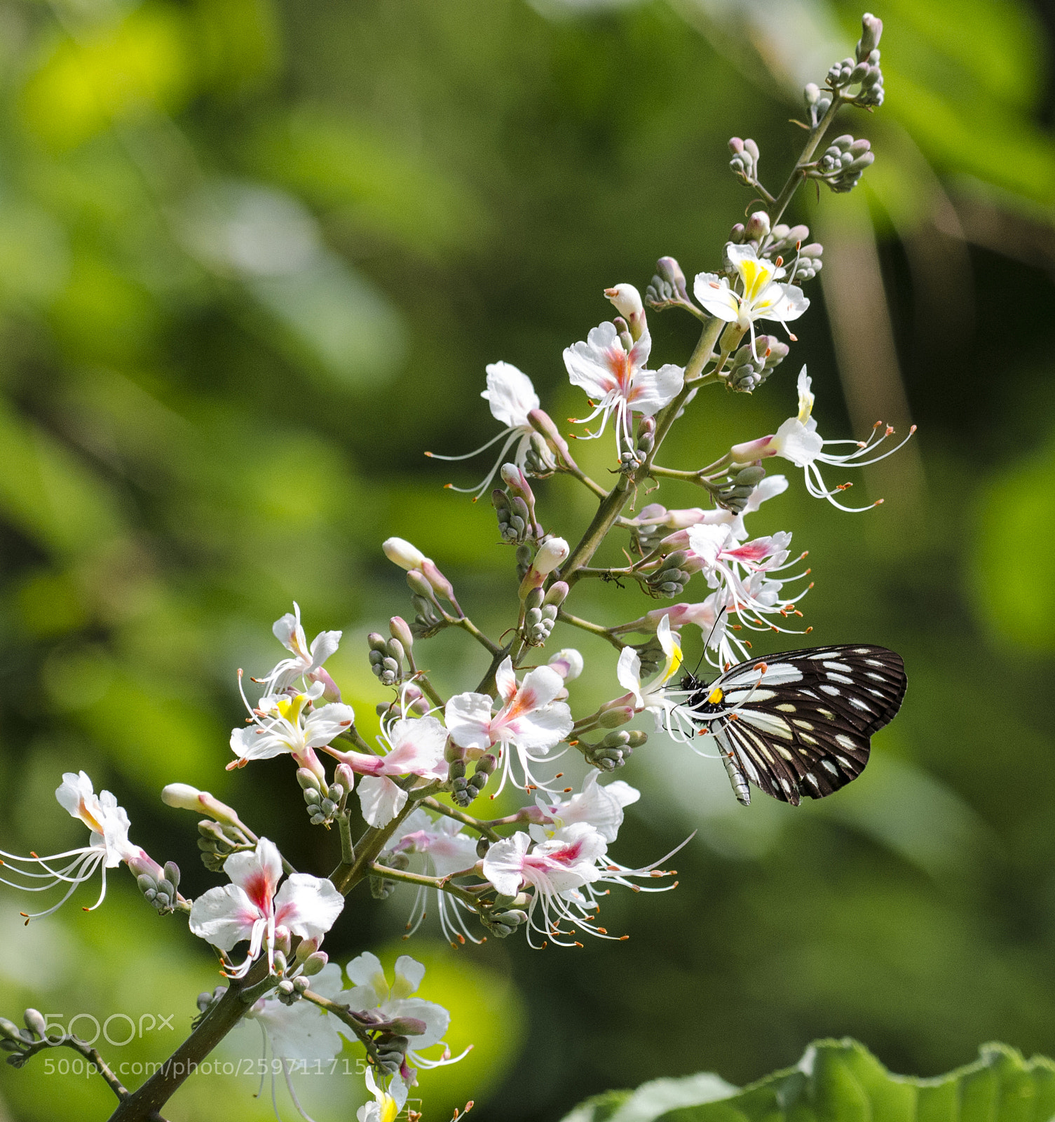 Nikon D5100 sample photo. Butterfly photography