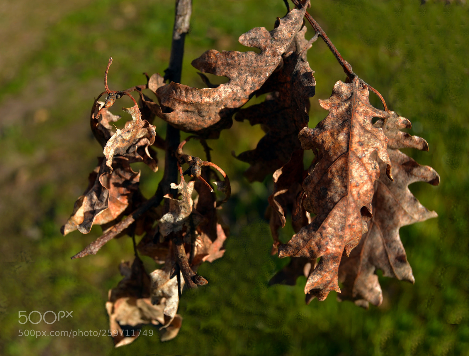 Nikon D3100 sample photo. Hojas secas de roble photography