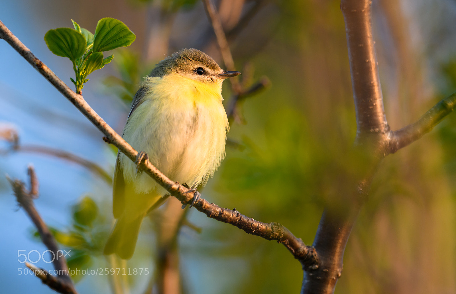 Nikon D850 sample photo. Cute philadelphia vireo at photography