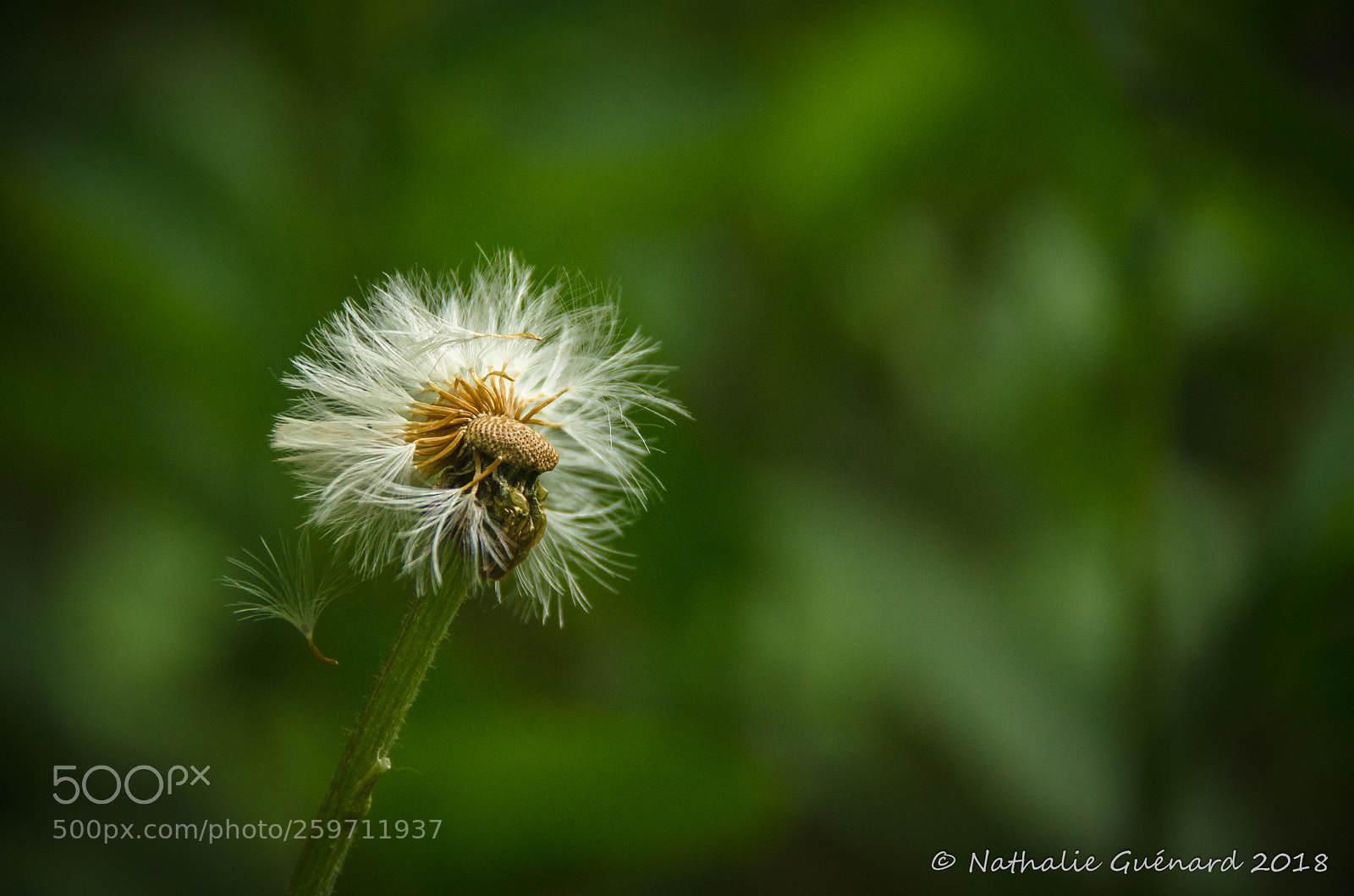 Nikon D7000 sample photo. Dandelion seed - pissenlit photography