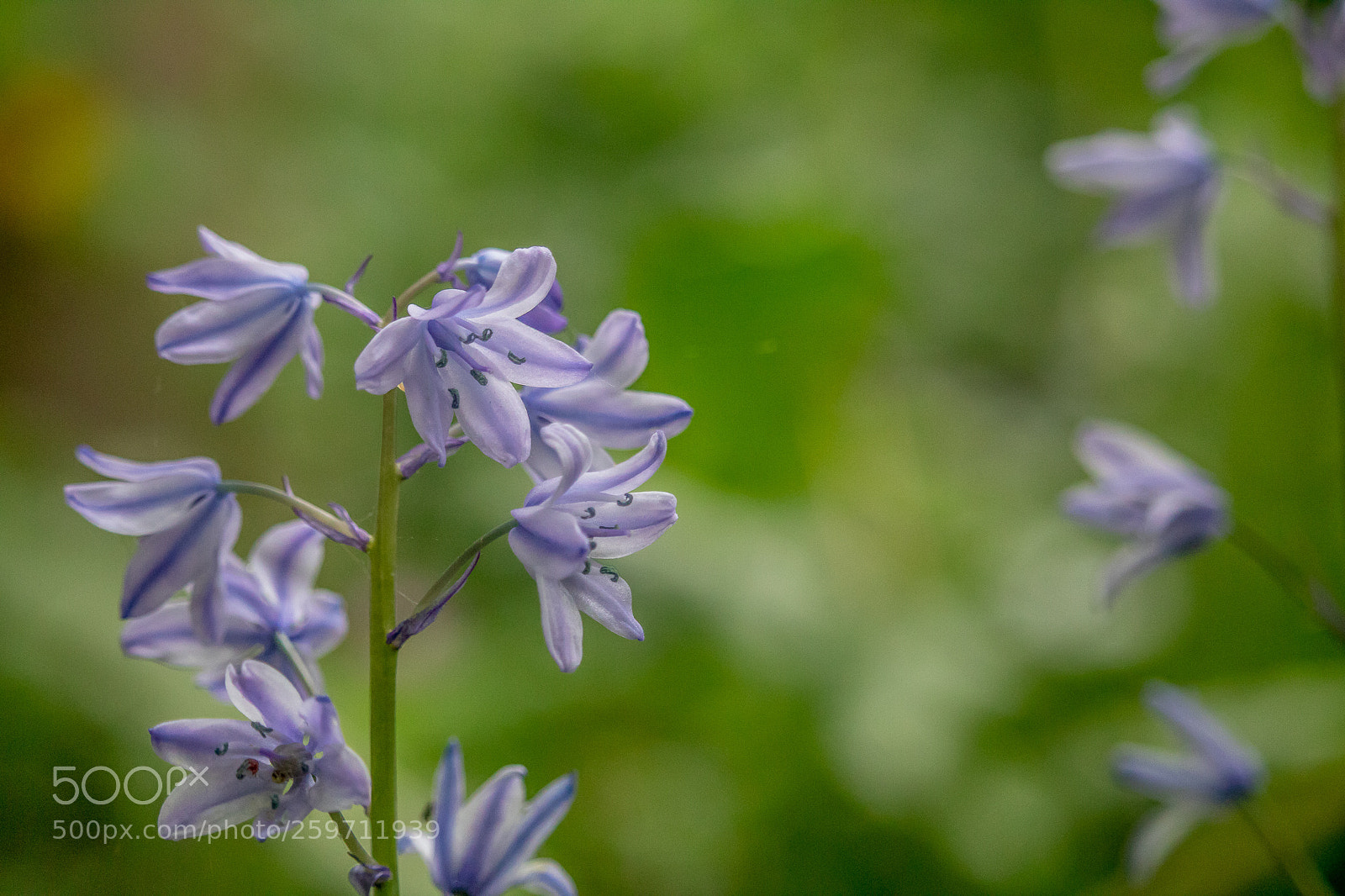 Canon EOS 750D (EOS Rebel T6i / EOS Kiss X8i) sample photo. Flower photography
