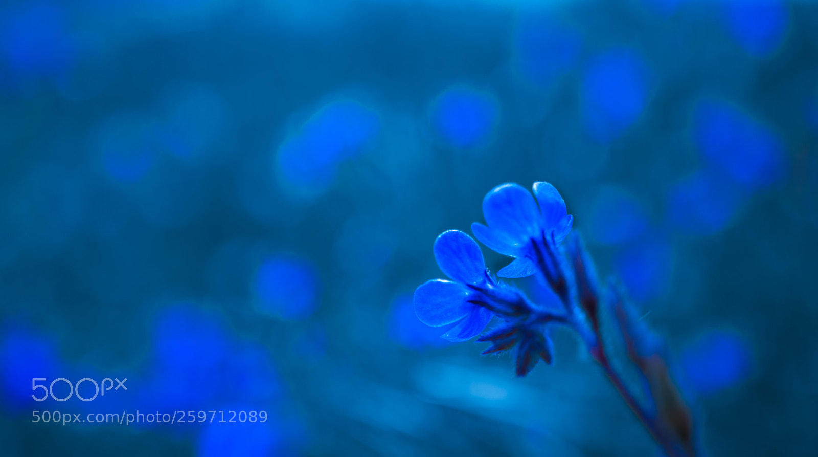 Nikon D7100 sample photo. Ethereal blue photography