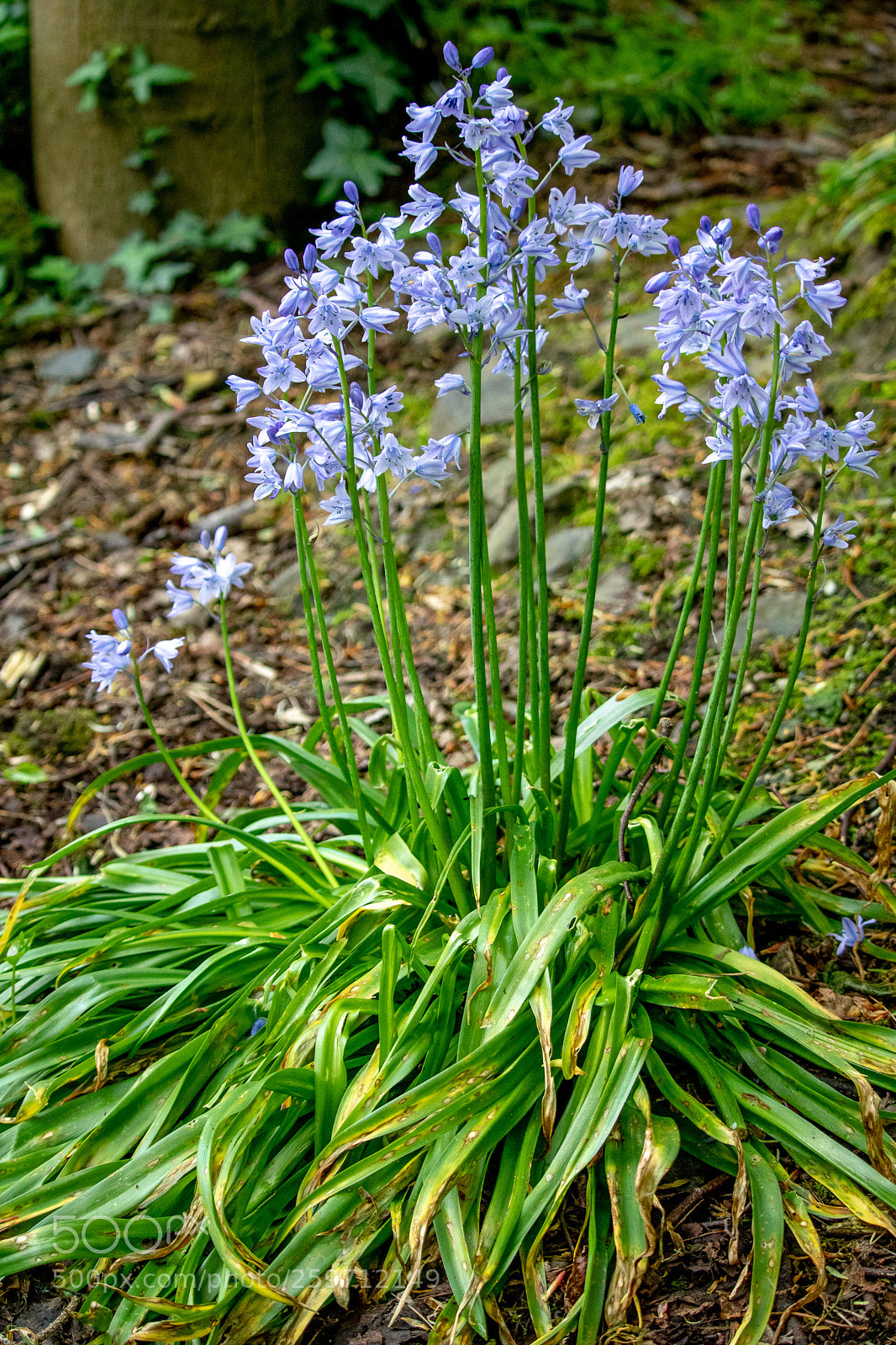 Canon EOS 750D (EOS Rebel T6i / EOS Kiss X8i) sample photo. Flower photography