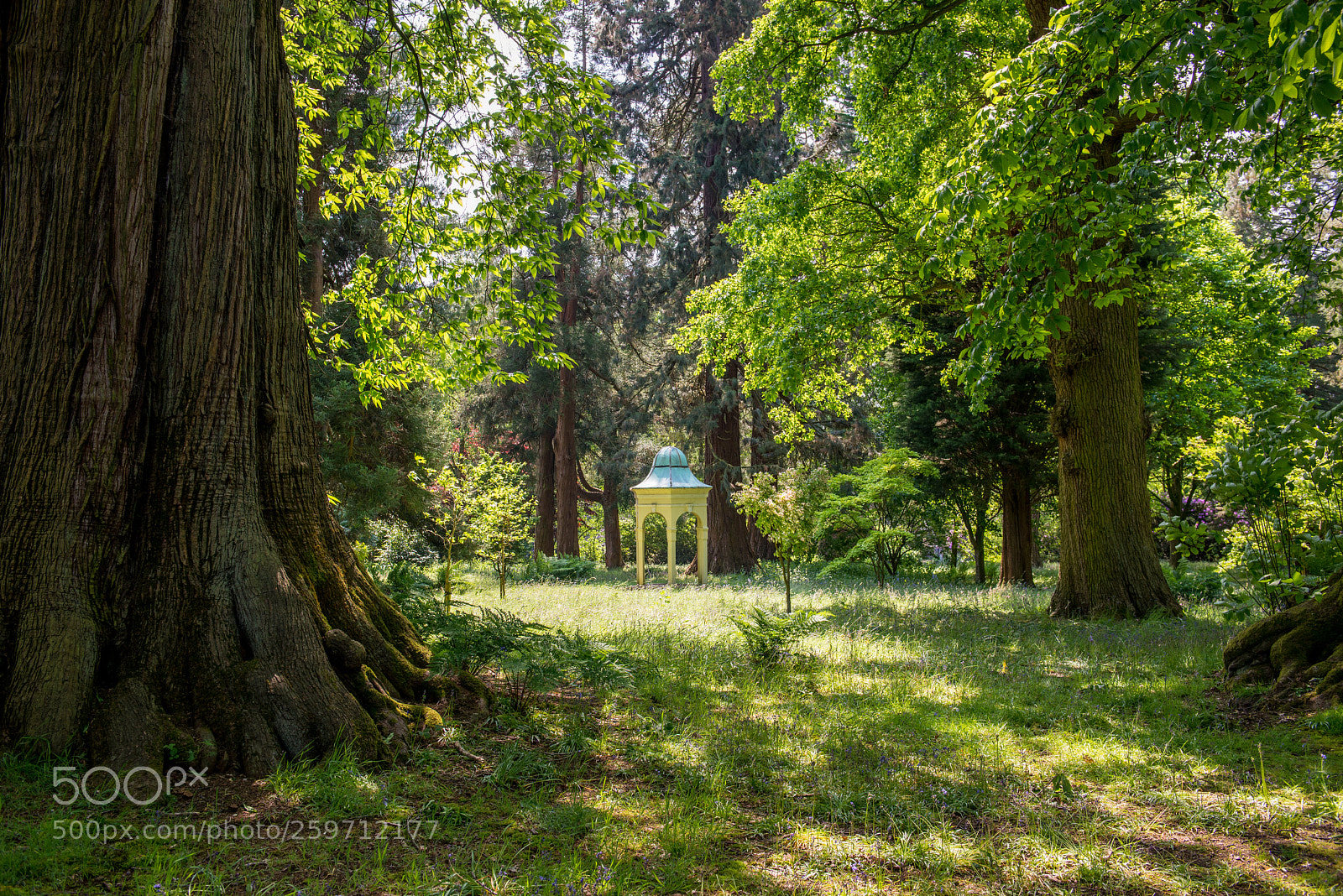 Nikon D800 sample photo. Woods at capesthorne photography