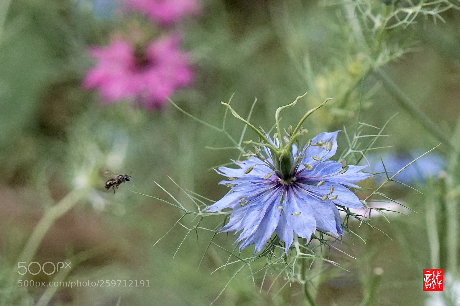 Sony a6500 sample photo. Nigella&ufo photography
