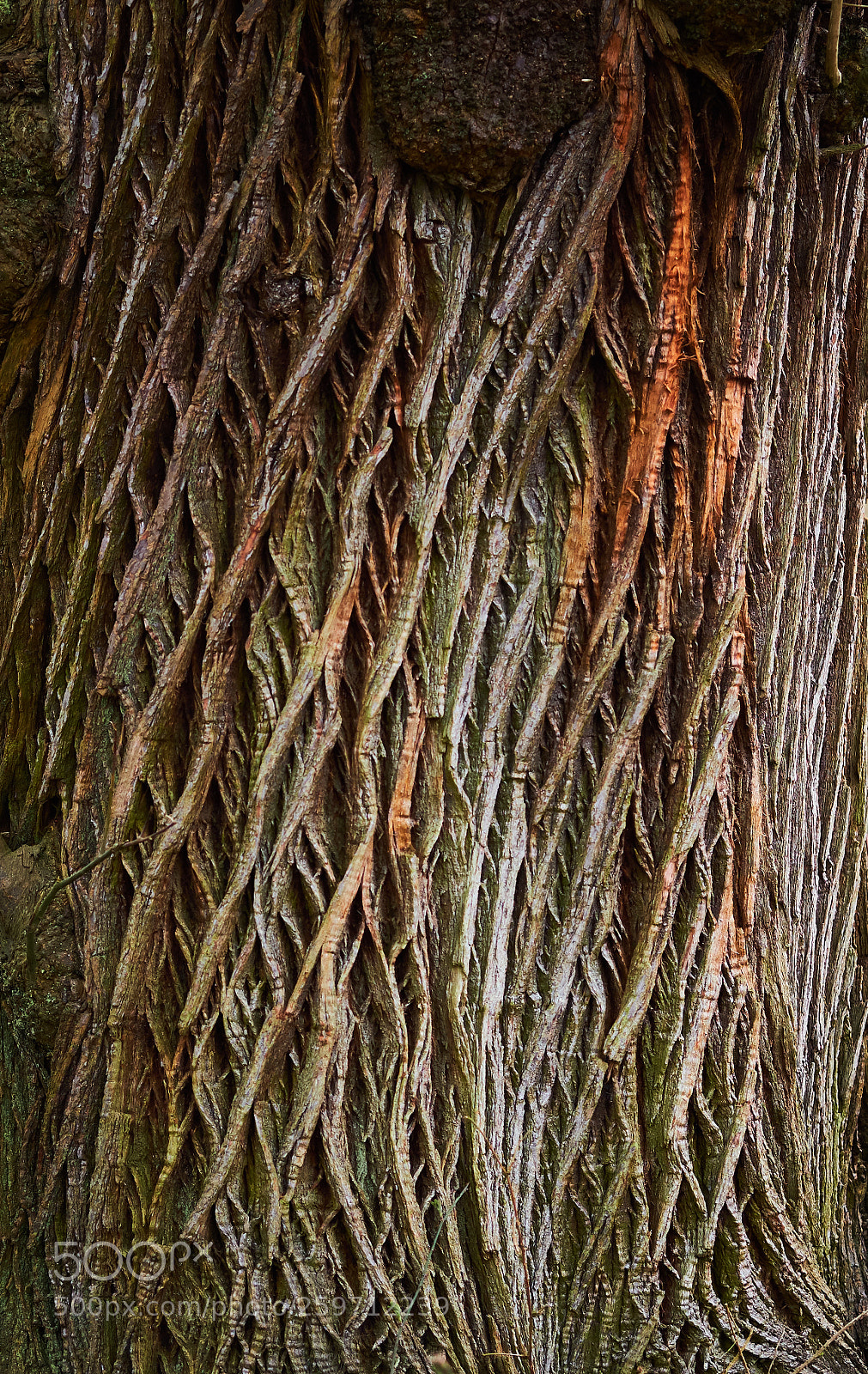 Fujifilm X-T2 sample photo. Tree texture photography