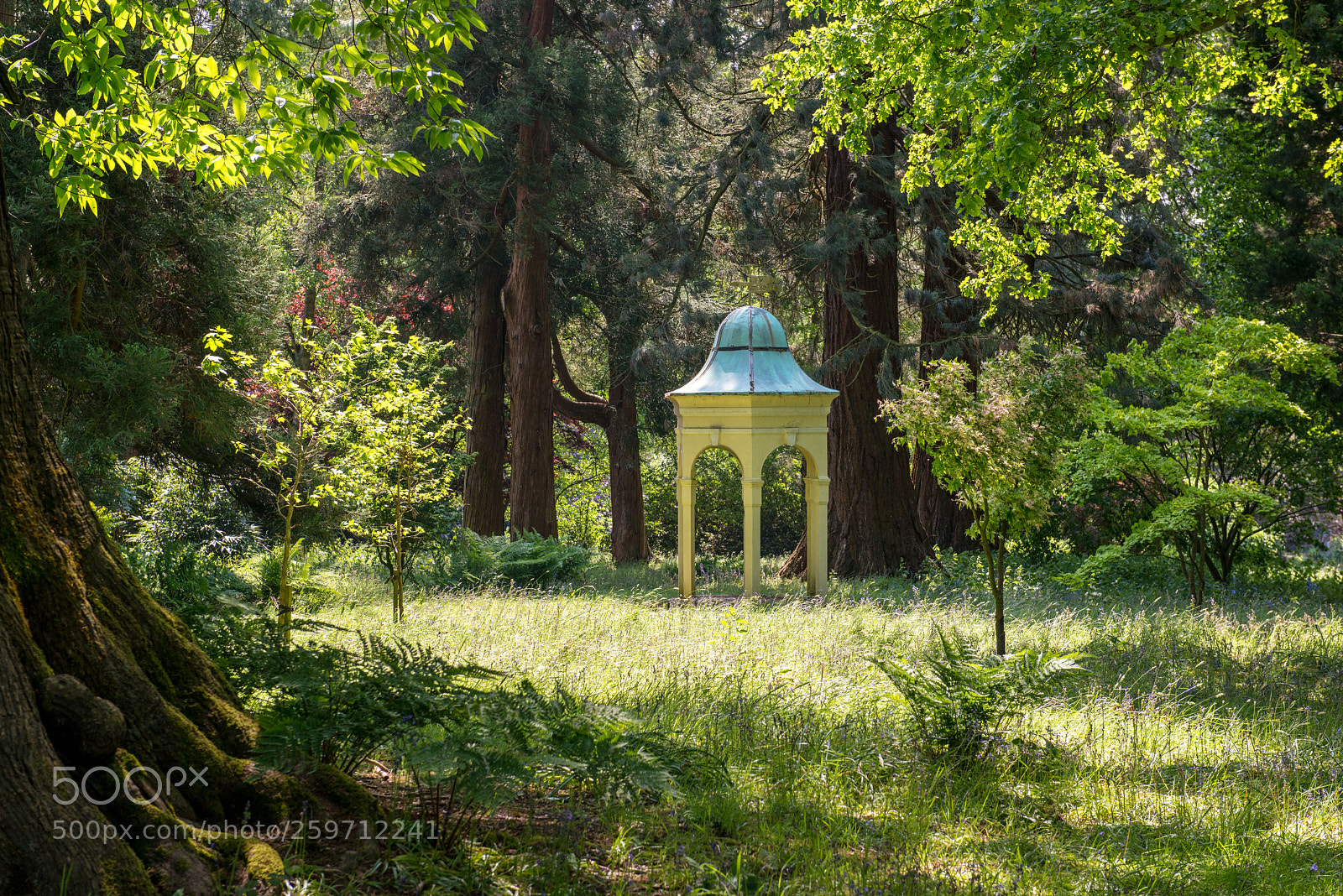 Nikon D800 sample photo. Woods at capesthorne photography