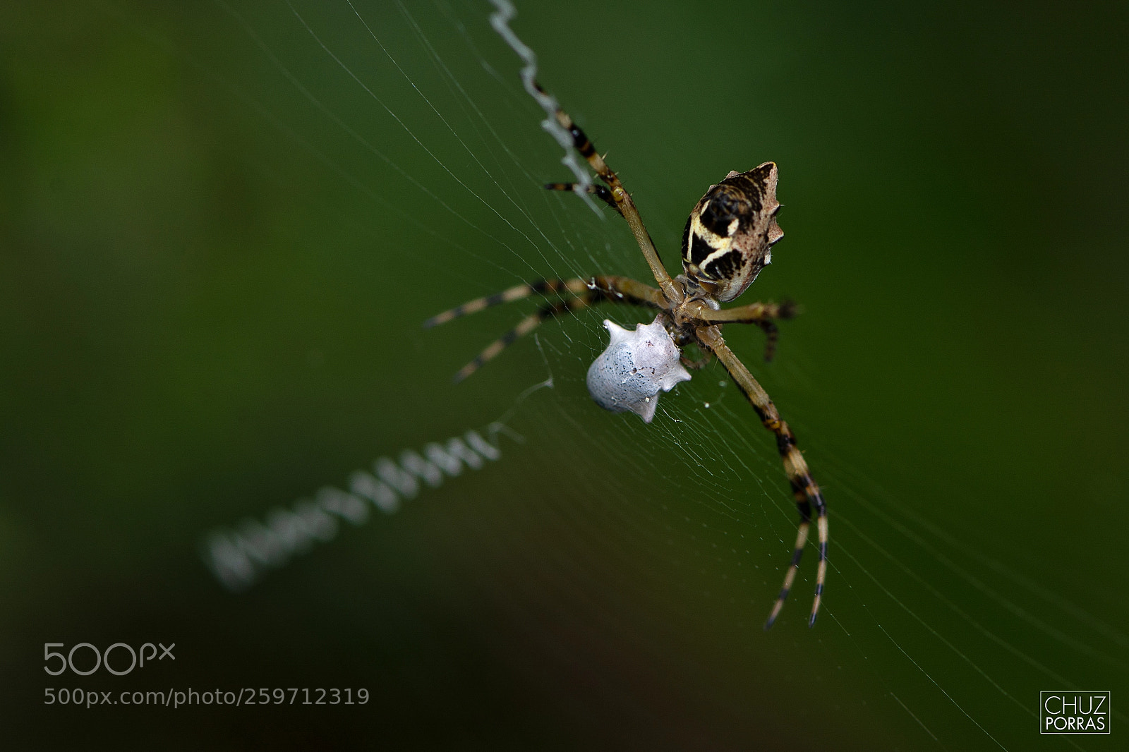 Nikon D7100 sample photo. Spider photography