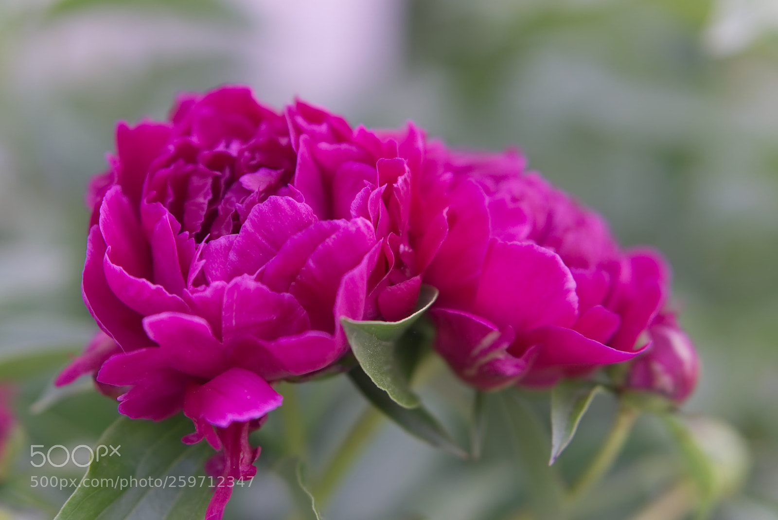 Sony a6000 sample photo. Peony 1 photography